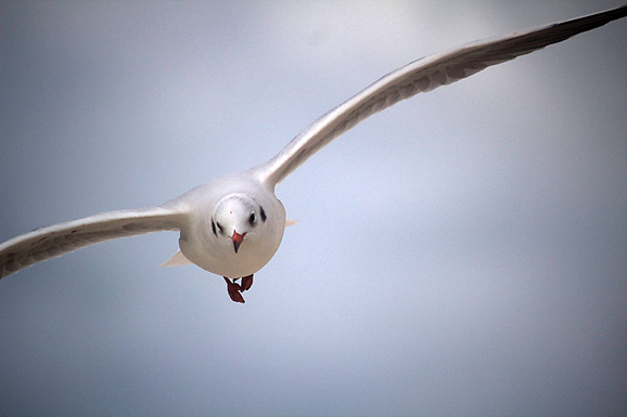 Galebov let (foto:Saša Čuka)