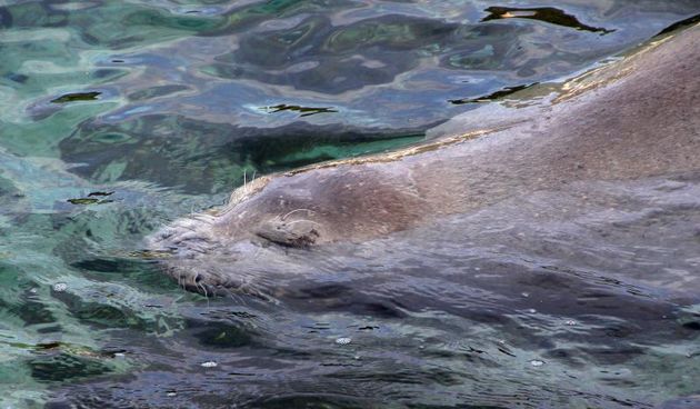 Na poznatom pulskom šetalistu Lungo mare tik uz obalu sredozemna medvjedica uživala je u jutarnjem igranju i drijemanju.  Photo: Duško Marušić/PIXSELL