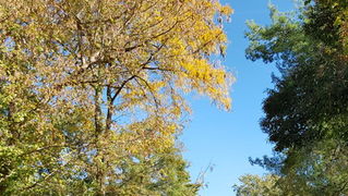 Đir po gradu 19. listopada 2016.