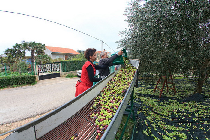 U berbi maslina, Foto: Leo Banić