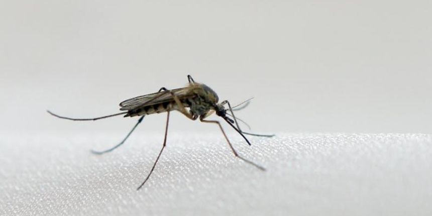 Komarac – Zika virus, Foto: Robert Anic/PIXSELL