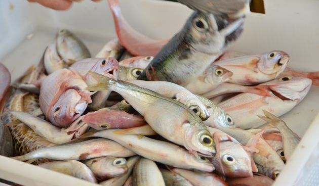 Proglašenje pobjednika Međužupanijskog prvenstva u ribolovu, foto: Iva Perinčić