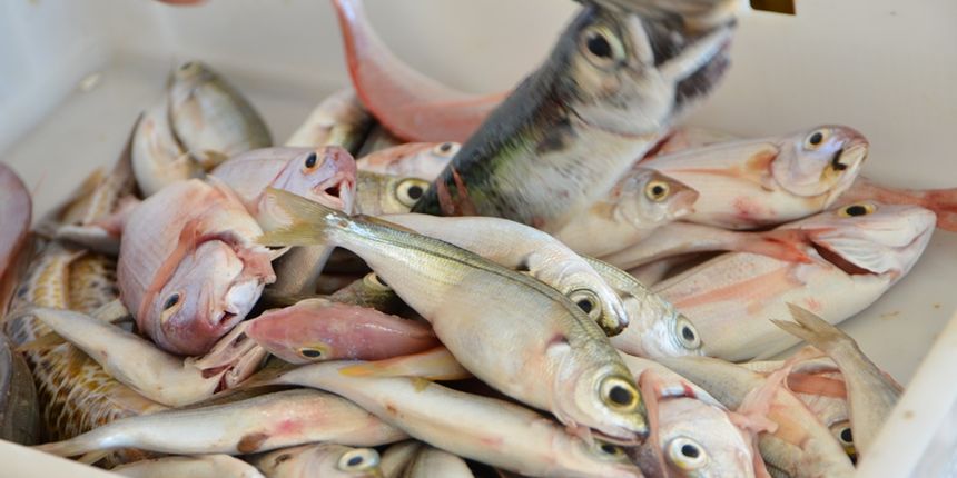 Proglašenje pobjednika Međužupanijskog prvenstva u ribolovu, foto: Iva Perinčić Proglašenje pobjednika Međužupanijskog prvenstva u ribolovu, foto: Iva Perinčić