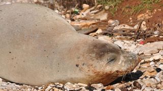 Sredozemna medvjedica na pulskoj plaži, Foto: Duško Marušić/PIXSELL Sredozemna medvjedica na pulskoj plaži, Foto: Duško Marušić/PIXSELL