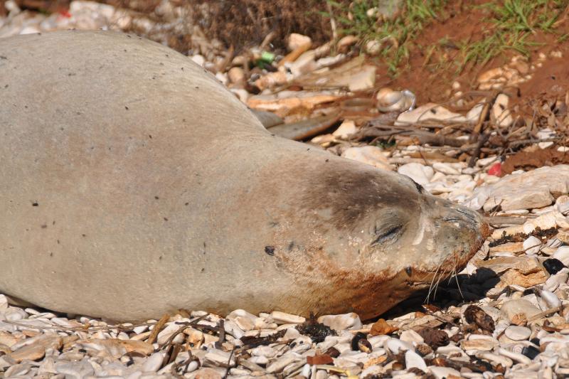Sredozemna medvjedica na pulskoj plaži, Foto: Duško Marušić/PIXSELL Sredozemna medvjedica na pulskoj plaži, Foto: Duško Marušić/PIXSELL