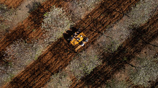 Stabla maraske oblače cvijetno ruho Stabla maraske oblače cvijetno ruho