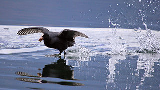 Bled i Bledsko jezero Bled i Bledsko jezero