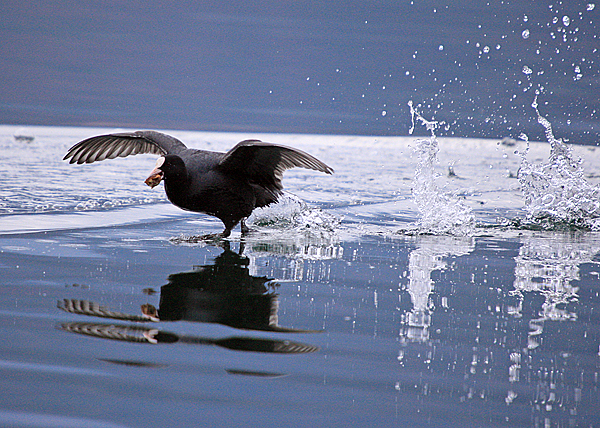 Bled i Bledsko jezero Bled i Bledsko jezero
