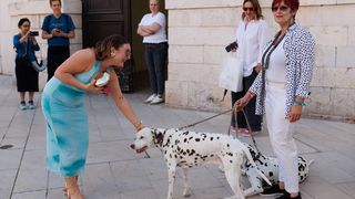 Red Carpet Dalmatian Walk @Trg pet bunara Red Carpet Dalmatian Walk @Trg pet bunara