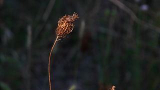 Iške crtice u objektivu Leonarda Kvarantana