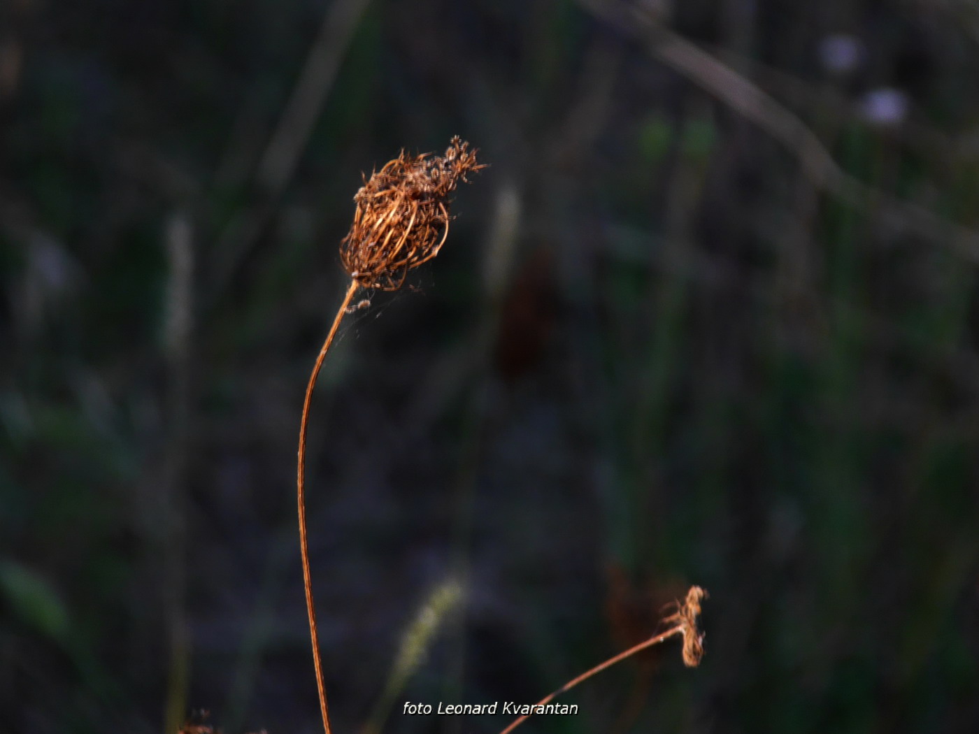 Iške crtice u objektivu Leonarda Kvarantana