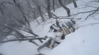 Pronađena Cessna (foto: MUP/Cropix)