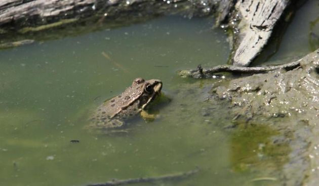 16.07.2012., Koprivnica – Zaba u vodi, ilustracija. Foto: Marijan Susenj/PIXSELL