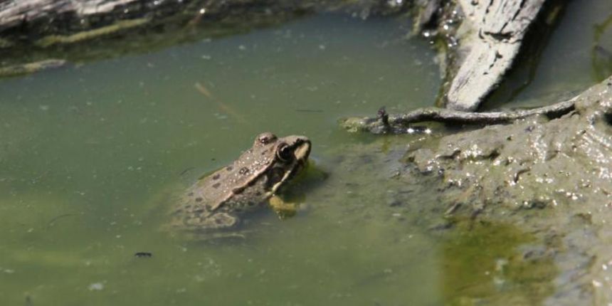 16.07.2012., Koprivnica – Zaba u vodi, ilustracija. Foto: Marijan Susenj/PIXSELL 16.07.2012., Koprivnica – Zaba u vodi, ilustracija. Foto: Marijan Susenj/PIXSELL