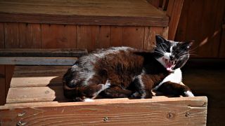 Mačja špica na zadarskoj pijaci