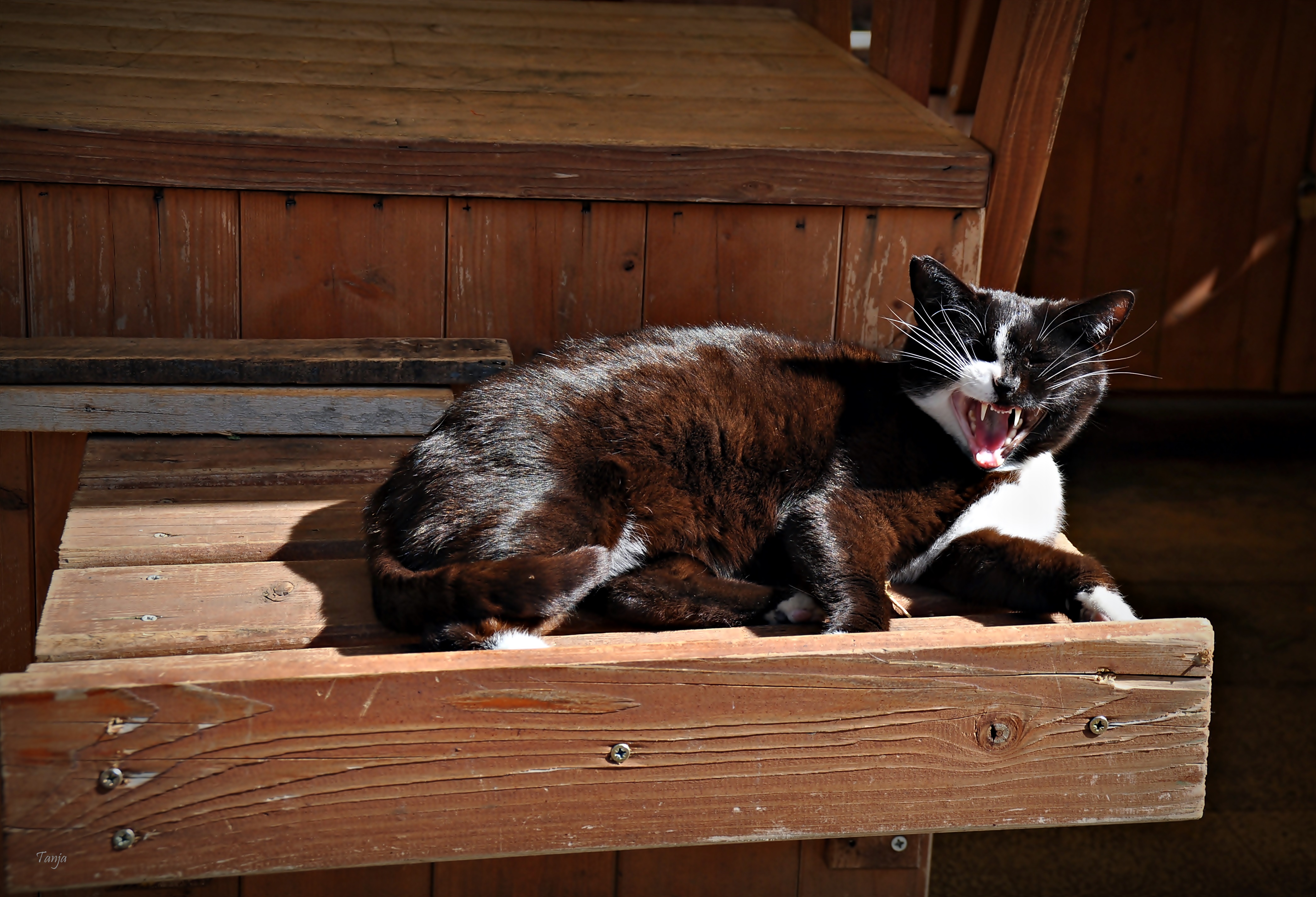 Mačja špica na zadarskoj pijaci