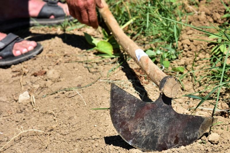 Zadarski beskucnici angazirani su na sadnji krumpira koji cini dio ponude pucke kuhinje u kojoj se i sami hrane. Photo: Dino Stanin/PIXSELL Zadarski beskucnici angazirani su na sadnji krumpira koji cini dio ponude pucke kuhinje u kojoj se i sami hrane. Photo: Dino Stanin/PIXSELL