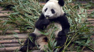 Putovanje u Kinu i Tibet (Foto:Iva Bur