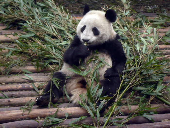 Putovanje u Kinu i Tibet (Foto:Iva Bur