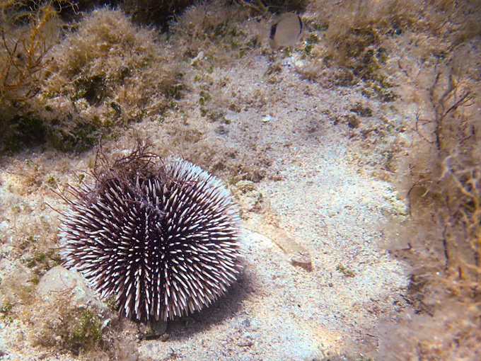 OLYMPUS DIGITAL CAMERA OLYMPUS DIGITAL CAMERA