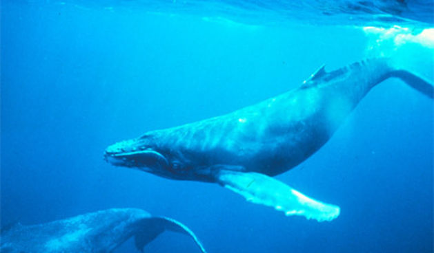 kitovi (foto: nationalgeographic.com)