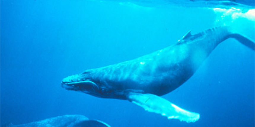 kitovi (foto: nationalgeographic.com)