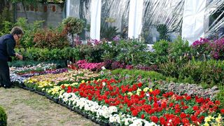 Dani cvijeća, foto-TANJA BELIĆ