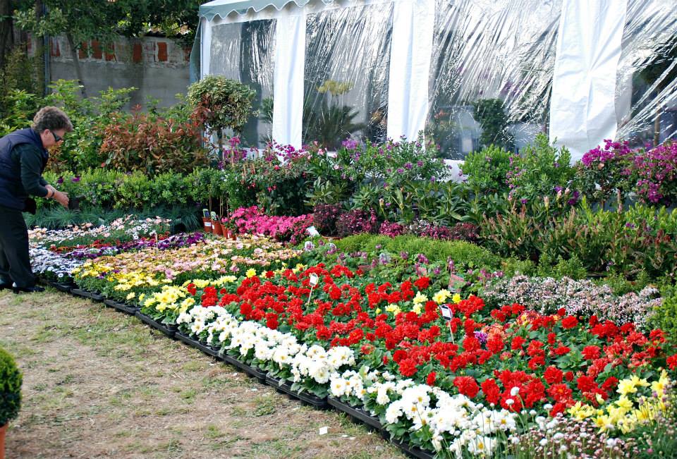 Dani cvijeća, foto-TANJA BELIĆ