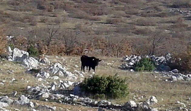 Libinje: Bik ubio planinara, foto: Ivan Malik