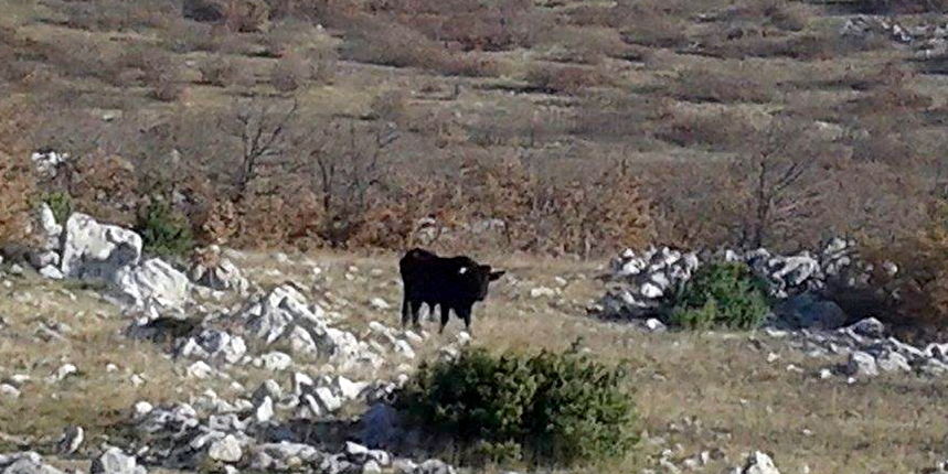 Libinje: Bik ubio planinara, foto: Ivan Malik Libinje: Bik ubio planinara, foto: Ivan Malik