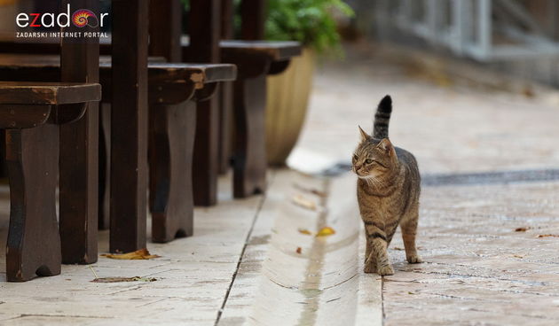 Đir po gradu, četvrtak 4. studenog 2021.