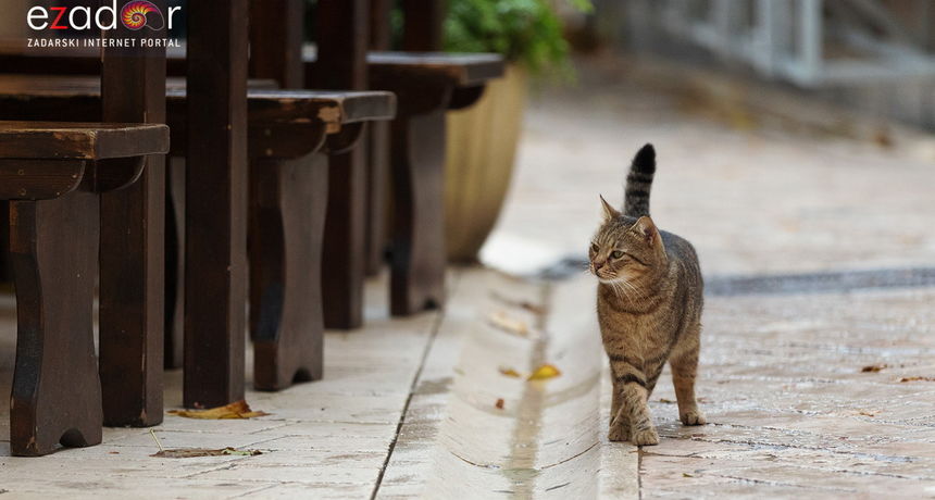 Đir po gradu, četvrtak 4. studenog 2021. Đir po gradu, četvrtak 4. studenog 2021.