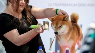 Međunarodna izložba pasa CACIB 2023