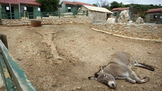 Zadar, 270510.
Prijatelji zivotinja se pobunili protiv improviziranog ZOO-a u Obrovcu. Vlasnik restorana Anita Milan Anic uz janjetinu s raznja u svojoj ponudi drzi i egzoticne zivotinje, majmune, klokane, nojeve, rode, rakune.
Foto: Jure Miskovic / CROPI Zadar, 270510.
Prijatelji zivotinja se pobunili protiv improviziranog ZOO-a u Obrovcu. Vlasnik restorana Anita Milan Anic uz janjetinu s raznja u svojoj ponudi drzi i egzoticne zivotinje, majmune, klokane, nojeve, rode, rakune.
Foto: Jure Miskovic / CROPI