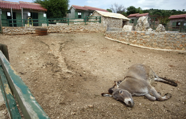 Zadar, 270510.
Prijatelji zivotinja se pobunili protiv improviziranog ZOO-a u Obrovcu. Vlasnik restorana Anita Milan Anic uz janjetinu s raznja u svojoj ponudi drzi i egzoticne zivotinje, majmune, klokane, nojeve, rode, rakune.
Foto: Jure Miskovic / CROPI Zadar, 270510.
Prijatelji zivotinja se pobunili protiv improviziranog ZOO-a u Obrovcu. Vlasnik restorana Anita Milan Anic uz janjetinu s raznja u svojoj ponudi drzi i egzoticne zivotinje, majmune, klokane, nojeve, rode, rakune.
Foto: Jure Miskovic / CROPI