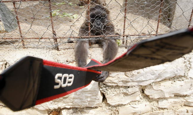 Zadar, 270510.
Prijatelji zivotinja se pobunili protiv improviziranog ZOO-a u Obrovcu. Vlasnik restorana Anita Milan Anic uz janjetinu s raznja u svojoj ponudi drzi i egzoticne zivotinje, majmune, klokane, nojeve, rode, rakune.
Foto: Jure Miskovic / CROPI Zadar, 270510.
Prijatelji zivotinja se pobunili protiv improviziranog ZOO-a u Obrovcu. Vlasnik restorana Anita Milan Anic uz janjetinu s raznja u svojoj ponudi drzi i egzoticne zivotinje, majmune, klokane, nojeve, rode, rakune.
Foto: Jure Miskovic / CROPI