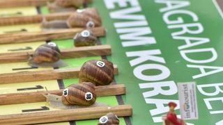 U sklopu Benkovackog kulturnog ljeta Grad Benkovac i Turisticka zajednica Grada Benkovca vec cetvrtu godinu za redom organiziraju manifestaciju Puzevim korakom. Radi se o gastro manifestaciji pripreme i degustacije puzeva. Posjetitelji su imali prilike d U sklopu Benkovackog kulturnog ljeta Grad Benkovac i Turisticka zajednica Grada Benkovca vec cetvrtu godinu za redom organiziraju manifestaciju Puzevim korakom. Radi se o gastro manifestaciji pripreme i degustacije puzeva. Posjetitelji su imali prilike d