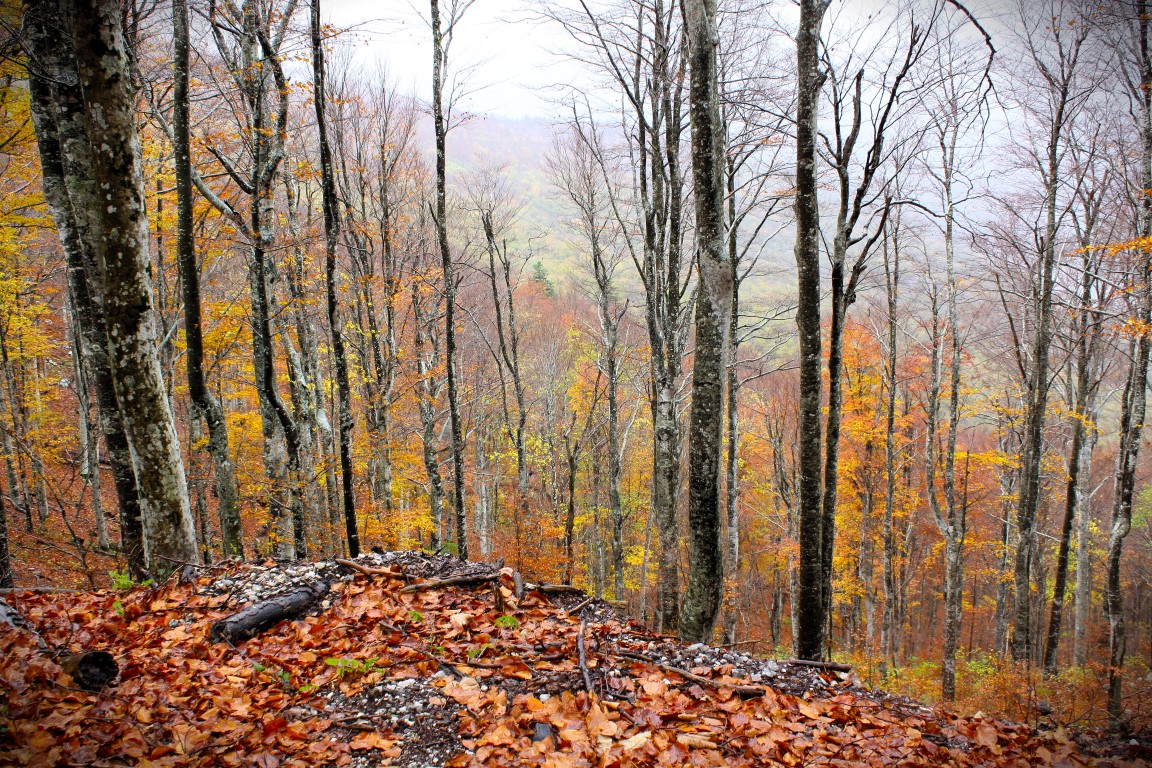 Jesen na Majstorskoj cesti Jesen na Majstorskoj cesti