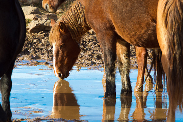 Divlji konji, foto: Leo Banić