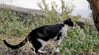 Iške crtice u objektivu Leonarda Kvarantana