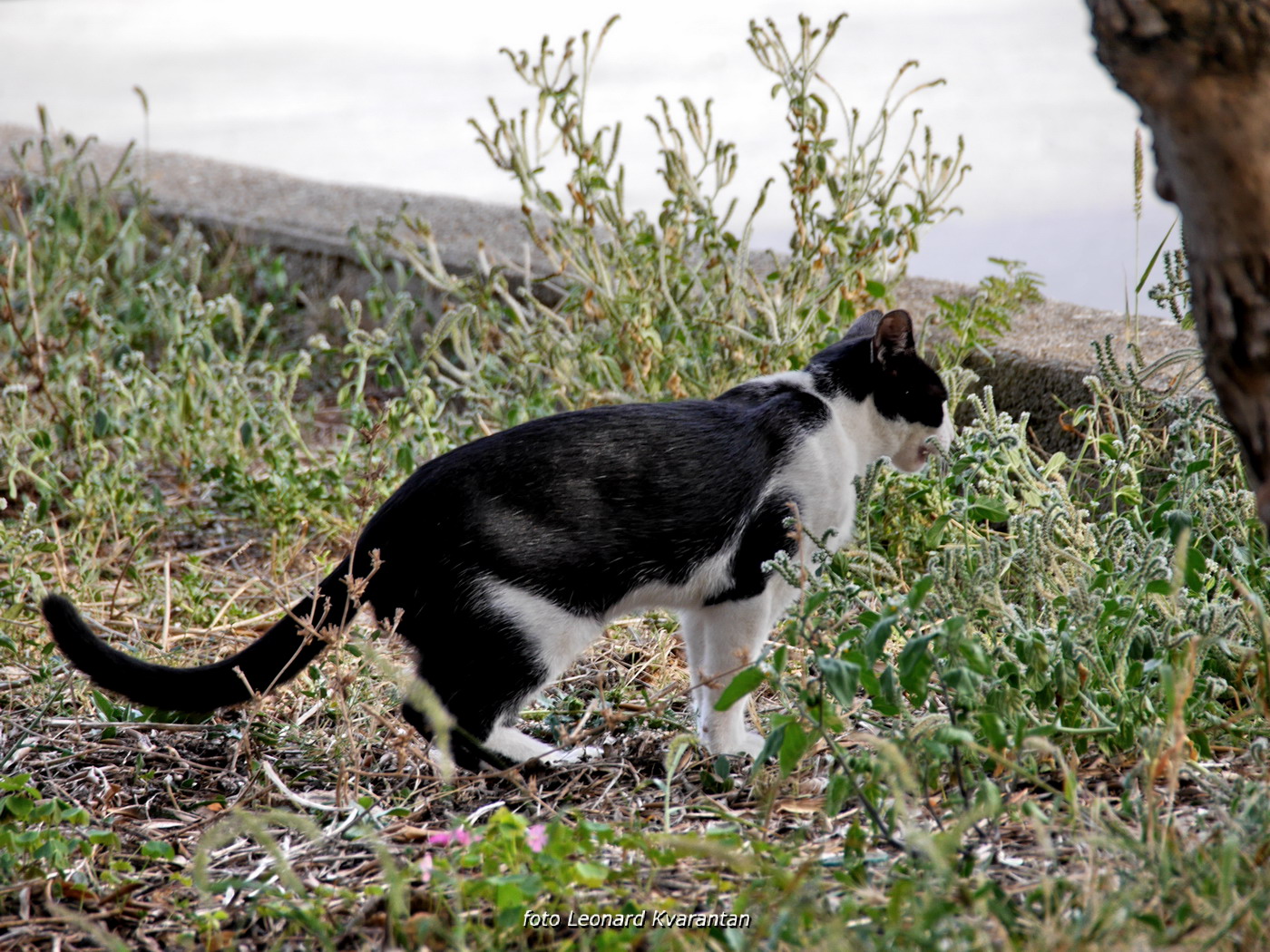 Iške crtice u objektivu Leonarda Kvarantana