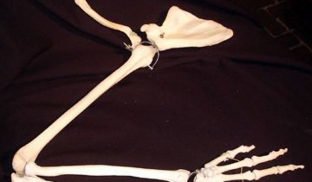 Image 1206399 (auto)