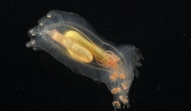 U Atlantiku otkrivena stvorenja koja nemaju ni oči ni mozak (http://metro-portal.hr/)