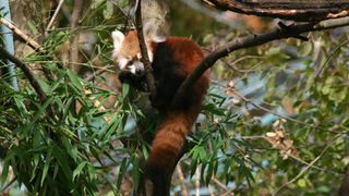 Bebe crvene pande u zagrebackom ZOO-u, Foto: ZOO Zagreb Bebe crvene pande u zagrebackom ZOO-u, Foto: ZOO Zagreb