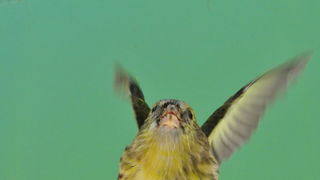 Pobjednici 33. Ornitoloskog prvenstva Hrvatske, Foto: Ivan Dilber Pobjednici 33. Ornitoloskog prvenstva Hrvatske, Foto: Ivan Dilber