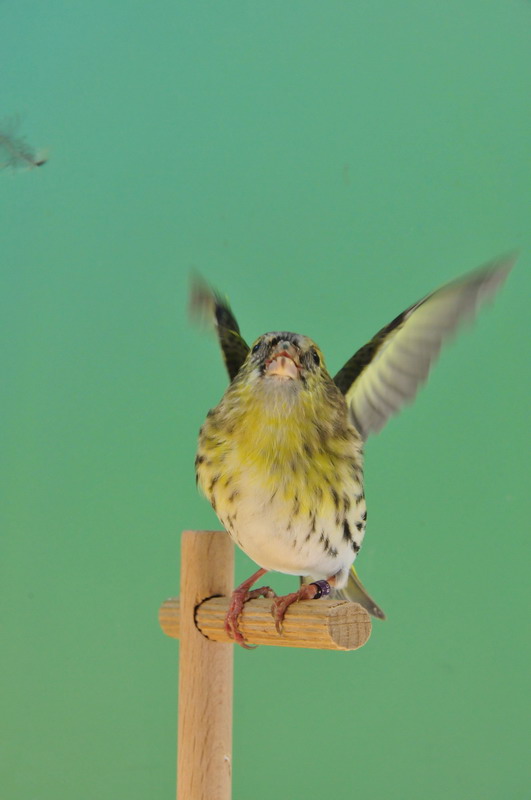 Pobjednici 33. Ornitoloskog prvenstva Hrvatske, Foto: Ivan Dilber Pobjednici 33. Ornitoloskog prvenstva Hrvatske, Foto: Ivan Dilber