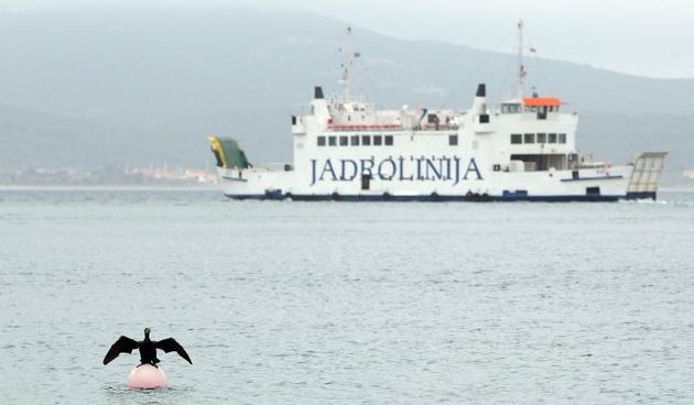 Jedan je gnjurac u zadarskoj luci privlacio paznju prolaznika suseci svoja krila. Photo: Dino Stanin/PIXSELL
