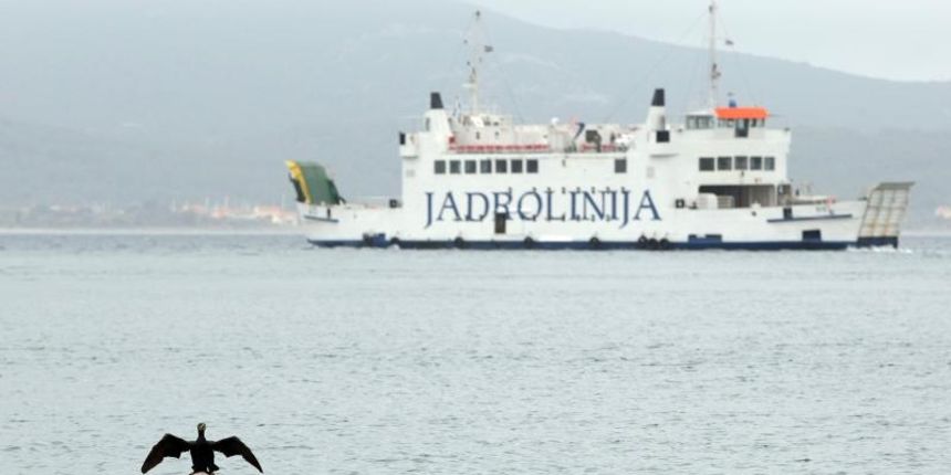 Jedan je gnjurac u zadarskoj luci privlacio paznju prolaznika suseci svoja krila. Photo: Dino Stanin/PIXSELL Jedan je gnjurac u zadarskoj luci privlacio paznju prolaznika suseci svoja krila. Photo: Dino Stanin/PIXSELL