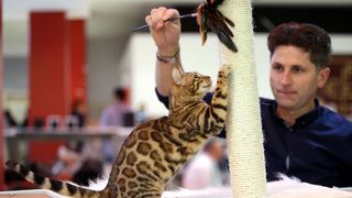 Pogledajte kako je bilo na Međunarodnoj izložbi mačaka u Westgateu