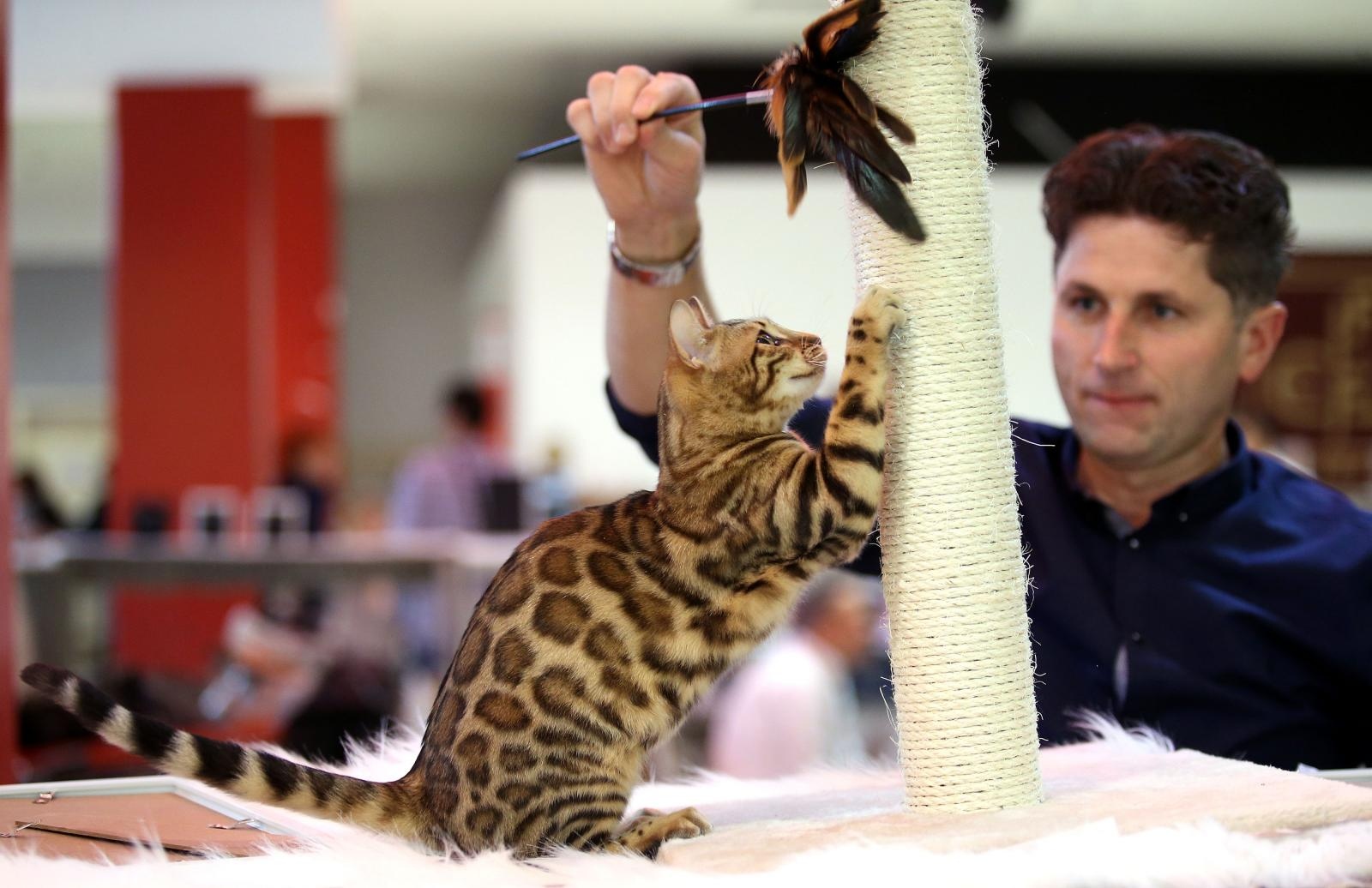 Pogledajte kako je bilo na Međunarodnoj izložbi mačaka u Westgateu